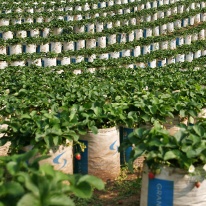 ananta-agri-packaging-hero